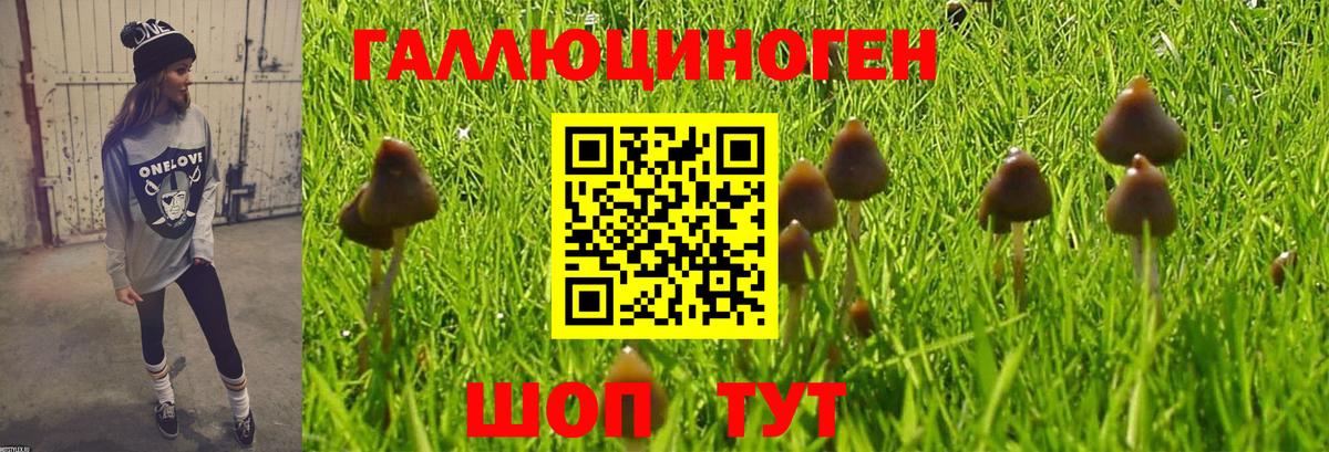 Псилоцибиновые грибы Psilocybine cubensis Лыткарино